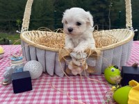 A şecereli kore babadan mükemmel yavru köpekler
