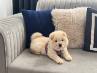 A kalite chow chow bebekler