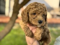 Toy poodle 40 günlük