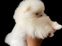 BEBEK SURAT POMERANİAN
