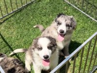 Blue Merle Border Collie Yavrular
