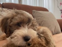 Morkie yavrumuzu sahiplendiriyoruz