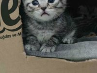 yakışıklı scottish fold yavrum
