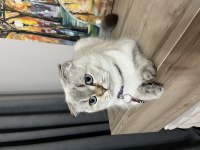 Scottish fold LUNA için için yeni bir yuva arıyoruz
