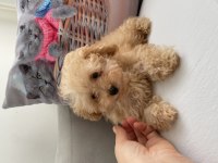 Maltipoo A kalite 0 numara bebeklerimiz erkek ve dişi