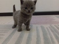 Scottish Fold Yeni Yuvalarını Bekliyorlar