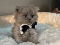 British longhair kedimiz