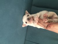 Podell_ankara sizin için seçtiği özel yavru köpekleri