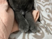 British shorthair acil