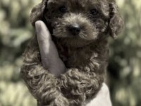 Toy Poodle Köpeğimiz