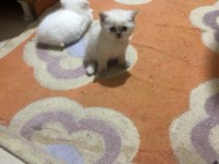 BRİTİSH SHORTHAİR KARTOPLARI
