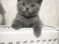 Yavru sahiplendirme british shorthair