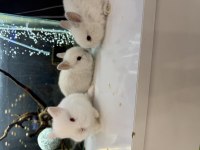 CÜCE TAVŞAN YAVRULARI