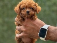 TEACUP KOREA POODLE SAGLIK VE KG GARANTİLİ WC EGİTİMLİ
