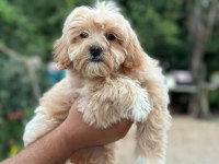 Maltipoo köpeklerimiz