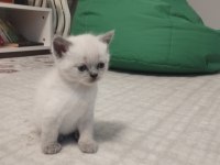 Sevimli scottish fold yavrular