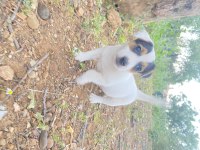 Kısa bacak safkan jack Russell