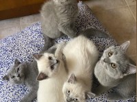 Scottish fold ve british blue point yavrular