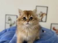 Ankarada ziyarete açık golden british longhair