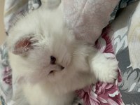 Masmavi gözlü british longhair dişi yavru