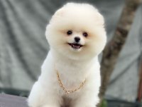 Evlerinize getirecek pomeranian boo köpekler hazır