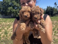 Red sağlık ve ırk garantili toy poodle yavrularım