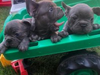 3 erkek blue french bulldog