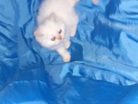 Iran kedi yavrusu