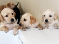 Labrador Bebekler