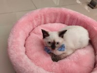 BLUE POİNT KEDİLERİMİZ YENİ SAHİBİNİ BEKLİYOR