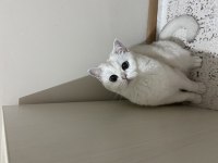 Kedimiz Pamuk Hanım Yeni Yuva Arıyor