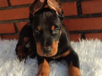 Irkının üst düzey temsilcileri bizde doberman