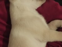 Pomeranian alman spitz