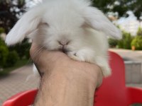 Dünyanın En Tatlı Kulakları Orijinal Hollanda Lop Tavşan