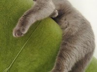 Sahiplendirme british shorthair