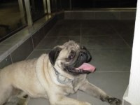 Erkek PUG