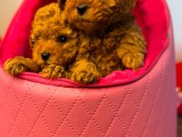 A Kalite Toy Poodle Yavrular
