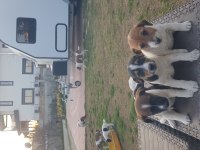 Fırlama Jack Russell Terrier Yavruları
