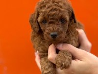 Çıtır poodle kurabiyelerim yeni yuvasını arıyor