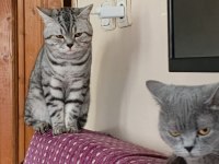 1,5 yaşında erkek silver tabby british shorthair