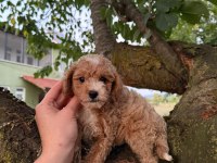 BABYFACE MALTİPOO YAVRULARIMIZ