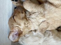 Dünya Tatlısı Golden Retriever Yavrularımız Yuva Arıyor