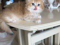 Golden ny12 dişi British Longhair Show kalite