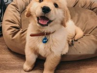Golden Retriever Yavrular İçin Ulaşabilirsiniz
