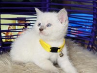 British Shorthair Bluepoint Dişi Erkek Yavrular