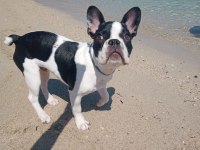 Fransız bulldog 7 aylık