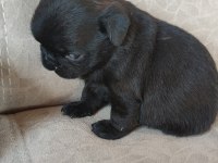 KALİTELİ PUG MOPS YAVRULAR
