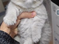 Scottish fold kedimiz