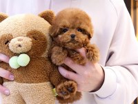 KORE TOY POODLE BEBEKLERİM