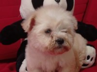 Erkek Maltipoo yavrularımız